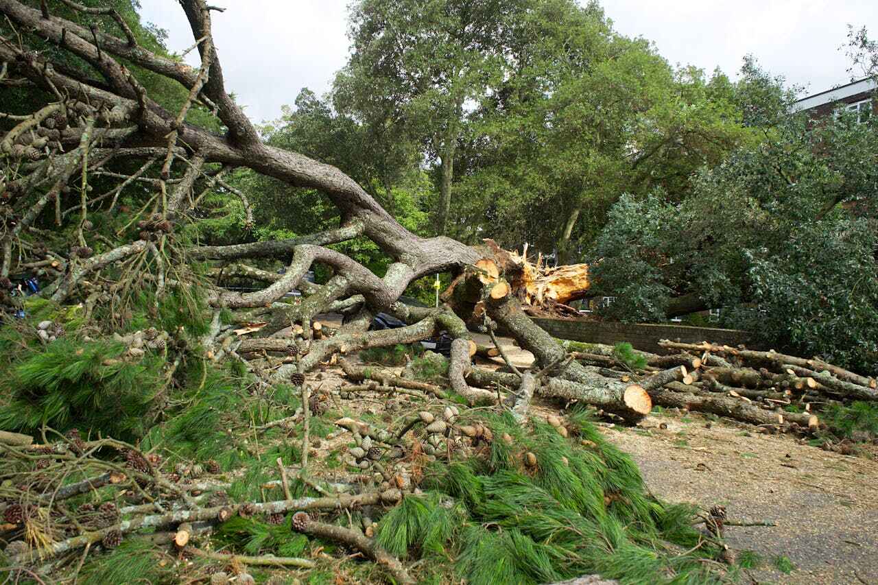 The Steps Involved in Our Tree Care Process in Old Greenwich, CT